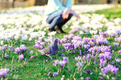 Spring_London_Photo_shoot_Westminster_park_005