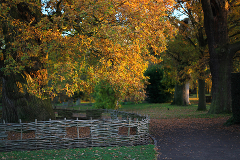 Richmond_park_love_engagement_photo_shoot_sunset_London_010