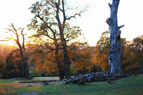 Richmond_park_love_engagement_photo_shoot_sunset_London_028