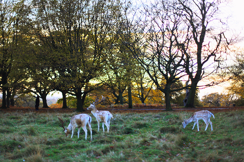 Richmond_park_love_engagement_photo_shoot_sunset_London_031