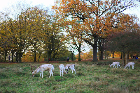 Richmond_park_love_engagement_photo_shoot_sunset_London_032
