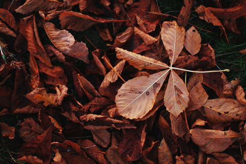 Richmond_park_love_engagement_photo_shoot_sunset_London_050