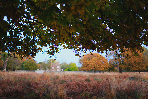 Richmond_park_love_engagement_photo_shoot_sunset_London_051