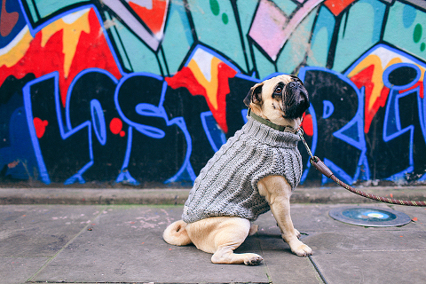 portrait pet dog pug photo shoot notting hill London max bone (1)