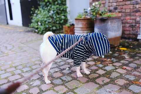 portrait pet dog pug photo shoot notting hill London max bone (13)