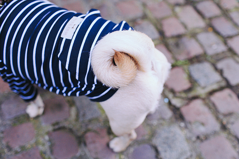 portrait pet dog pug photo shoot notting hill London max bone (14)