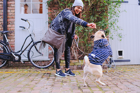 portrait pet dog pug photo shoot notting hill London max bone (15)