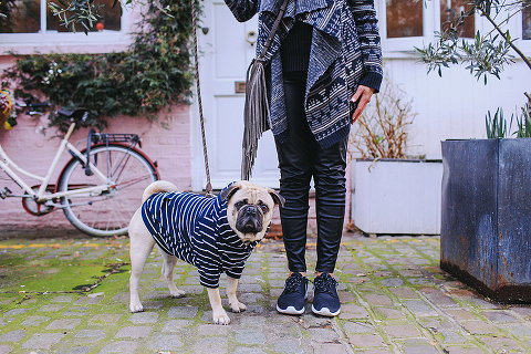 portrait pet dog pug photo shoot notting hill London max bone (17)