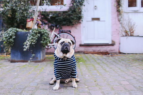 portrait pet dog pug photo shoot notting hill London max bone (18)