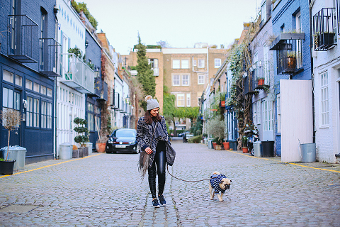 portrait pet dog pug photo shoot notting hill London max bone (19)