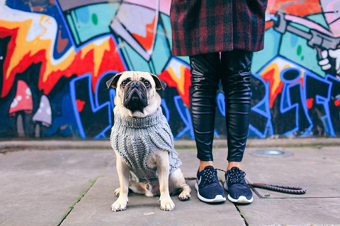 portrait pet dog pug photo shoot notting hill London max bone (2)