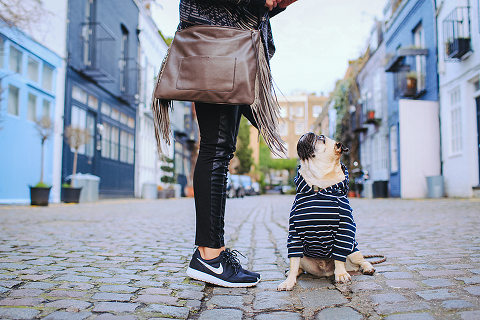 portrait pet dog pug photo shoot notting hill London max bone (20)