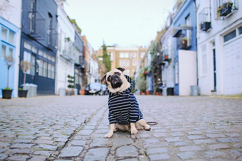 portrait pet dog pug photo shoot notting hill London max bone (23)