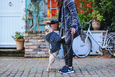 portrait pet dog pug photo shoot notting hill London max bone (25)