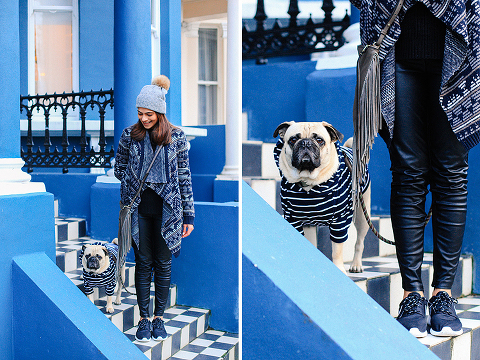 portrait pet dog pug photo shoot notting hill London max bone (26)