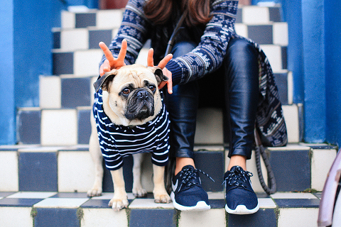 portrait pet dog pug photo shoot notting hill London max bone (28)