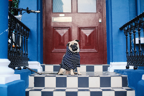 portrait pet dog pug photo shoot notting hill London max bone (29)