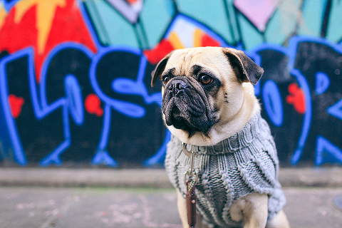 portrait pet dog pug photo shoot notting hill London max bone (3)