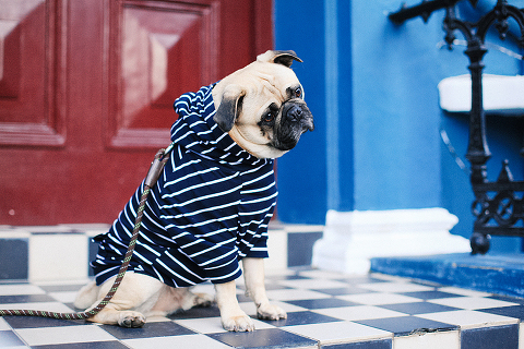 portrait pet dog pug photo shoot notting hill London max bone (30)