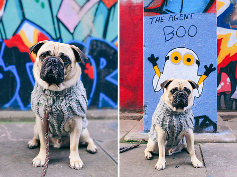 portrait pet dog pug photo shoot notting hill London max bone (4)