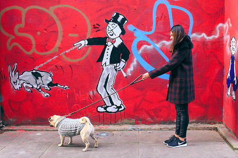 portrait pet dog pug photo shoot notting hill London max bone (5)