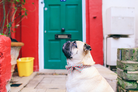 portrait pet dog pug photo shoot notting hill London max bone (6)