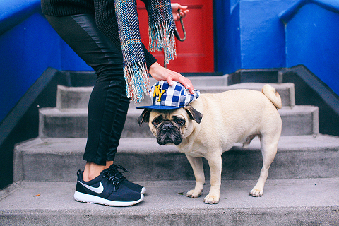 portrait pet dog pug photo shoot notting hill London max bone (8)