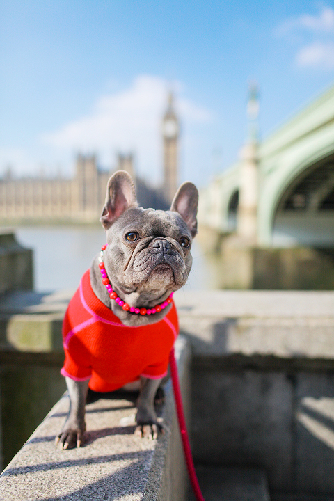 pets dog french bulldog London photo shoot spring westminster notting hill fanily harper and hugo accessories