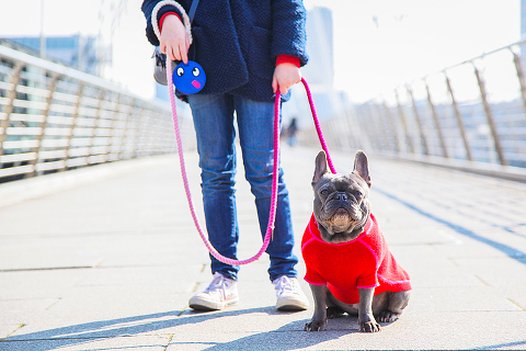 pets dog french bulldog London photo shoot spring westminster notting hill fanily harper and hugo accessories (1)