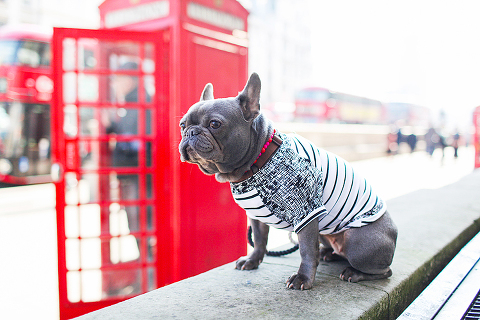pets dog french bulldog London photo shoot spring westminster notting hill fanily harper and hugo accessories (15)
