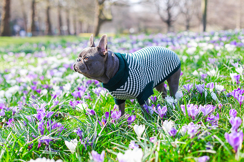 pets dog french bulldog London photo shoot spring westminster notting hill fanily harper and hugo accessories (17)