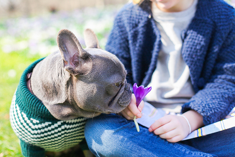pets dog french bulldog London photo shoot spring westminster notting hill fanily harper and hugo accessories (18)