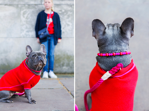 pets dog french bulldog London photo shoot spring westminster notting hill fanily harper and hugo accessories (2)