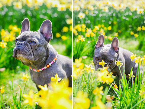pets dog french bulldog London photo shoot spring westminster notting hill fanily harper and hugo accessories (20)