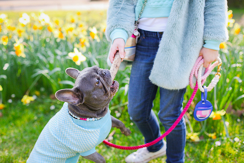 pets dog french bulldog London photo shoot spring westminster notting hill fanily harper and hugo accessories (23)