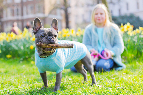 pets dog french bulldog London photo shoot spring westminster notting hill fanily harper and hugo accessories (24)