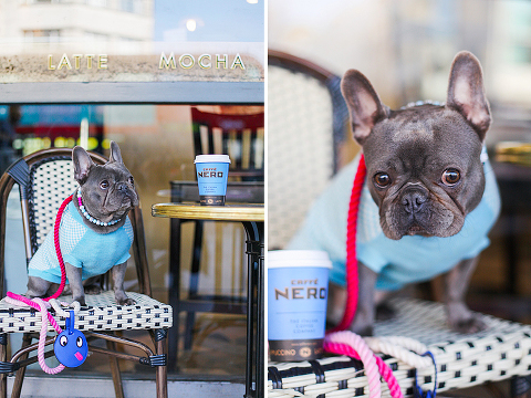 pets dog french bulldog London photo shoot spring westminster notting hill fanily harper and hugo accessories (25)
