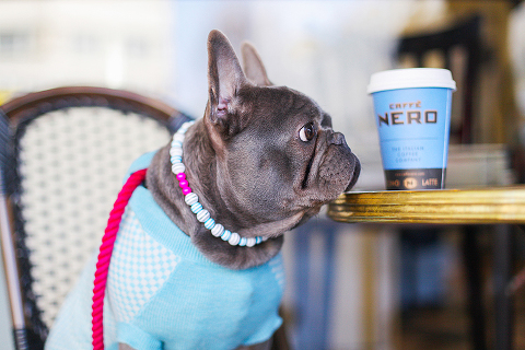 pets dog french bulldog London photo shoot spring westminster notting hill fanily harper and hugo accessories (26)