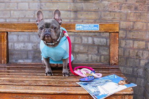 pets dog french bulldog London photo shoot spring westminster notting hill fanily harper and hugo accessories (27)