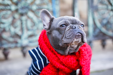 pets dog french bulldog London photo shoot spring westminster notting hill fanily harper and hugo accessories (3)
