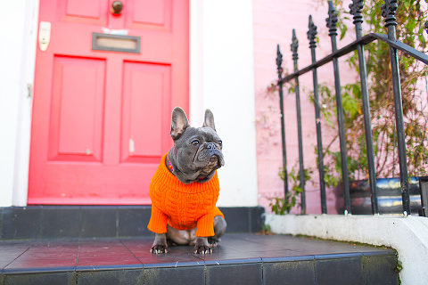 pets dog french bulldog London photo shoot spring westminster notting hill fanily harper and hugo accessories (30)