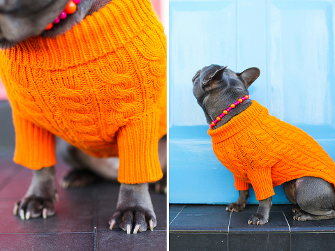 pets dog french bulldog London photo shoot spring westminster notting hill fanily harper and hugo accessories (31)