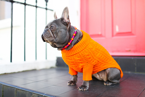 pets dog french bulldog London photo shoot spring westminster notting hill fanily harper and hugo accessories (32)