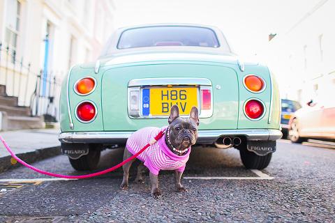 pets dog french bulldog London photo shoot spring westminster notting hill fanily harper and hugo accessories (34)