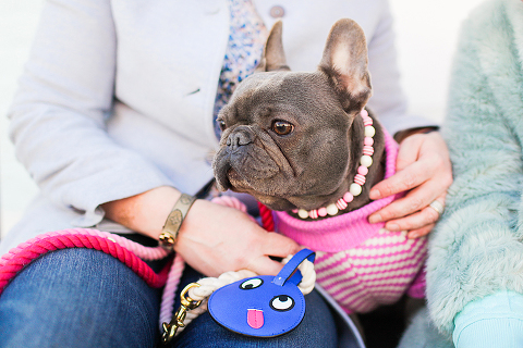 pets dog french bulldog London photo shoot spring westminster notting hill fanily harper and hugo accessories (36)