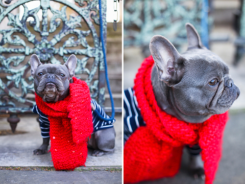 pets dog french bulldog London photo shoot spring westminster notting hill fanily harper and hugo accessories (4)