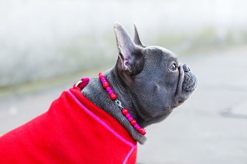 pets dog french bulldog London photo shoot spring westminster notting hill fanily harper and hugo accessories (5)