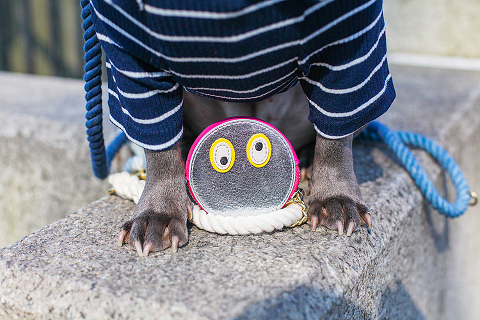 pets dog french bulldog London photo shoot spring westminster notting hill fanily harper and hugo accessories (7)