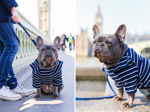 pets dog french bulldog London photo shoot spring westminster notting hill fanily harper and hugo accessories (9)