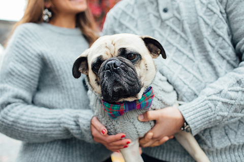 family couple pet dog pug autumn London Hyde park Kensington gardens photo shoot fall (4)